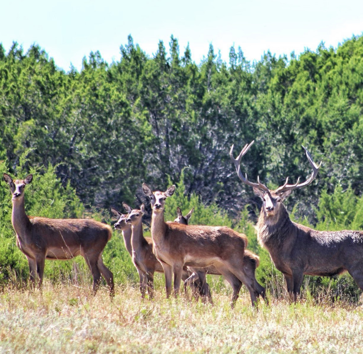 Red Stag in Texas