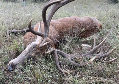 Texas Red Stag Hunt