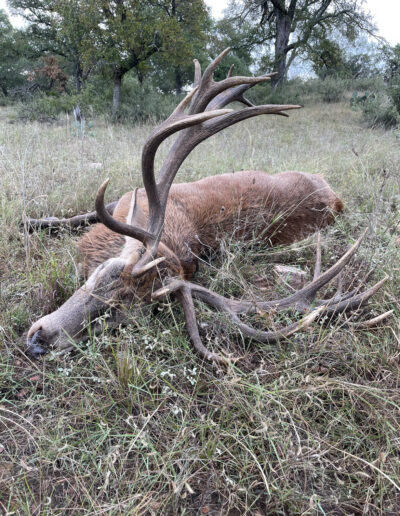 Texas Red Stag Hunt