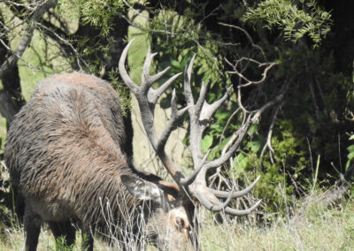 Texas Red Stag