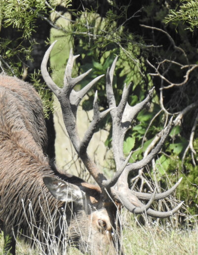 Texas Red Stag