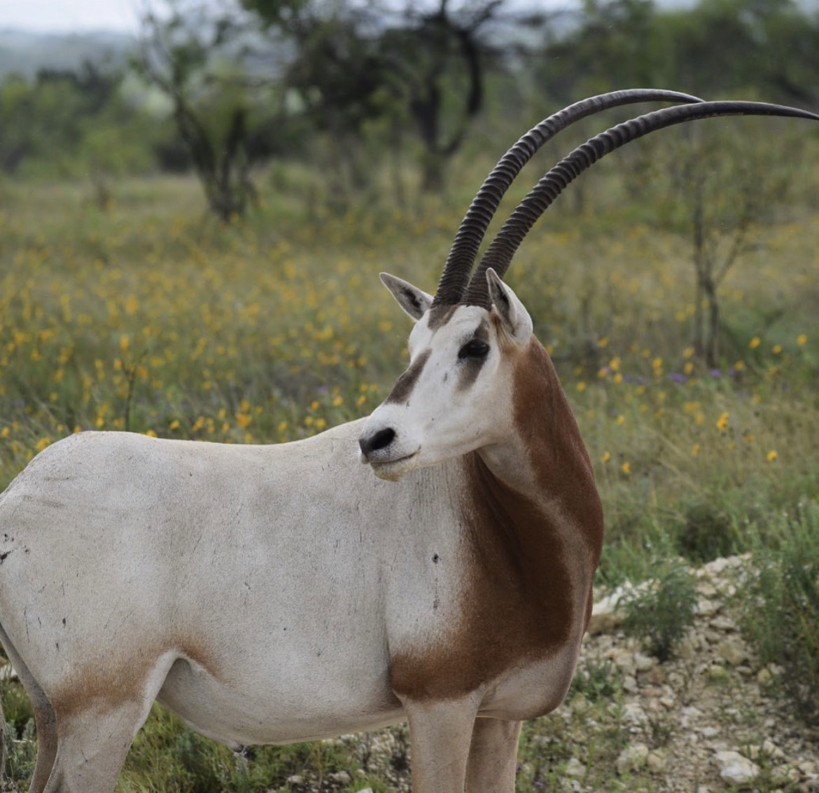 Texas Scimitar Horned Oryx