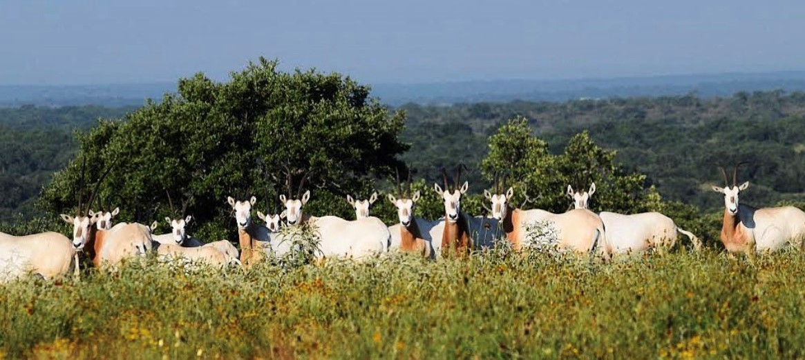 Central Texas Scimitar Horned Oryx