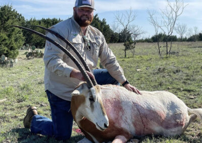 Texas Scimitar Horned Oryx Hunt