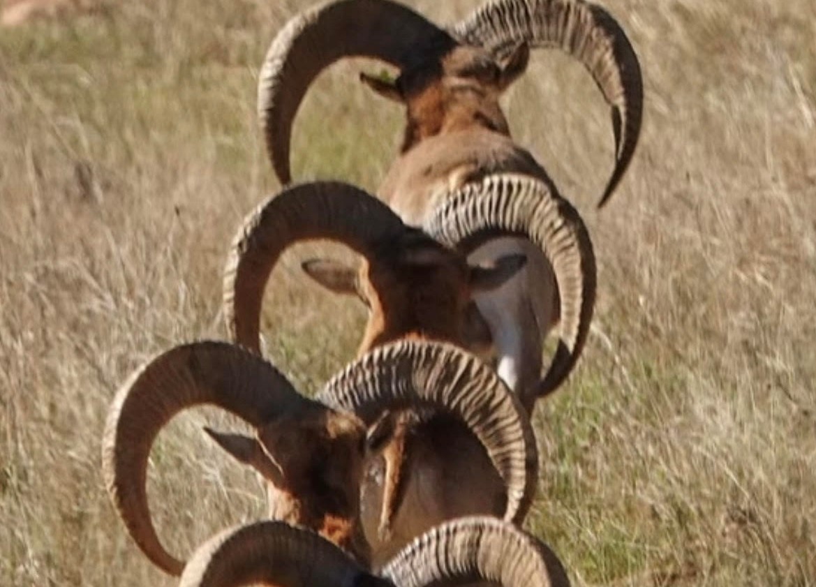 Texas Red Sheep