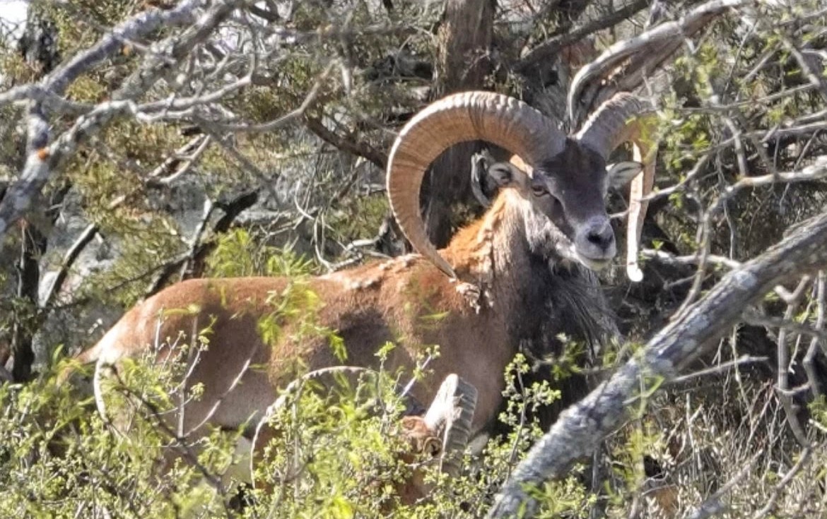 Red Sheep in Texas