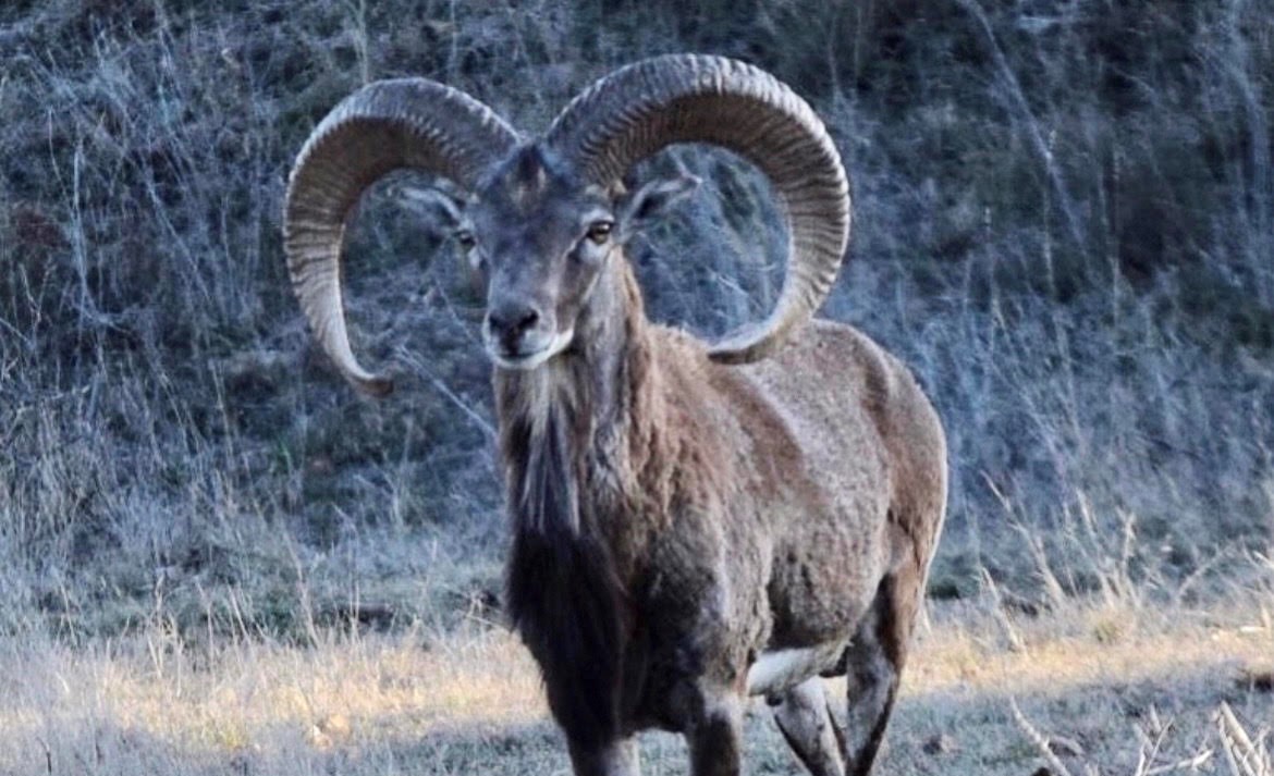 Red Sheep at Rock Creek