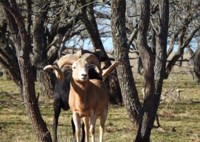 Texas Sheep Hunt