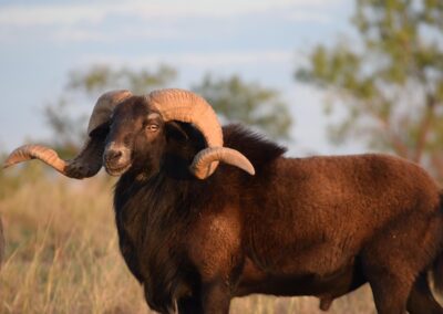 Texas Sheep Hunt