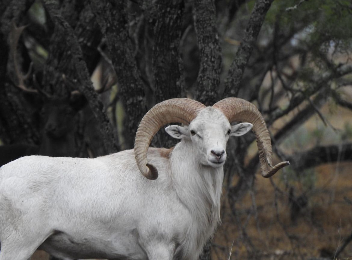 Texas Sheep Hunts