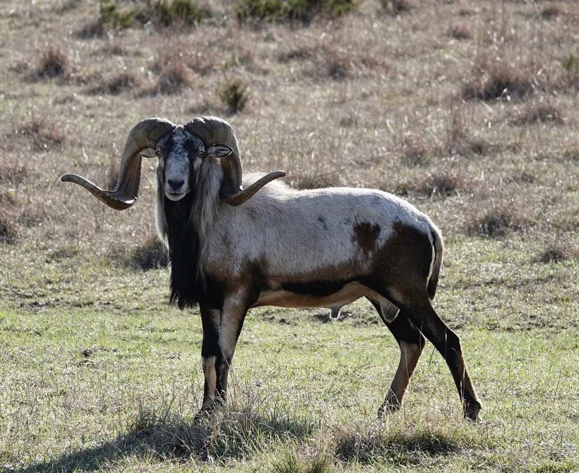 Texas Sheep Hunts