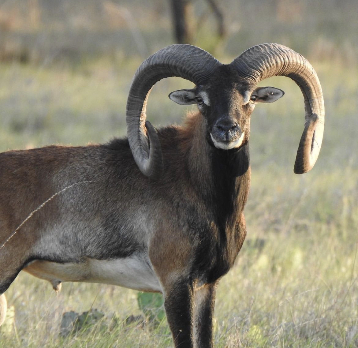 Texas Sheep Hunts