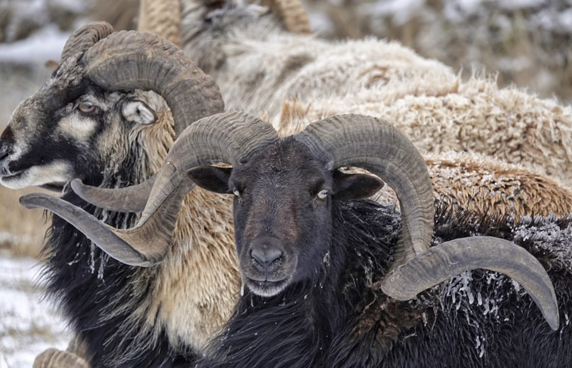 Texas Sheep Hunts