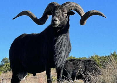 Texas Sheep Hunt