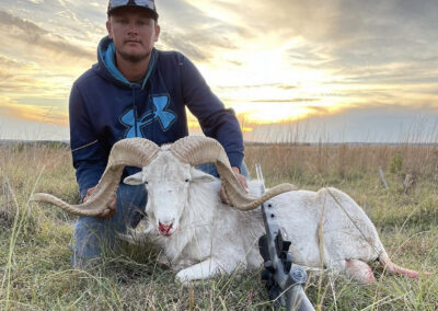 Texas Sheep Hunts