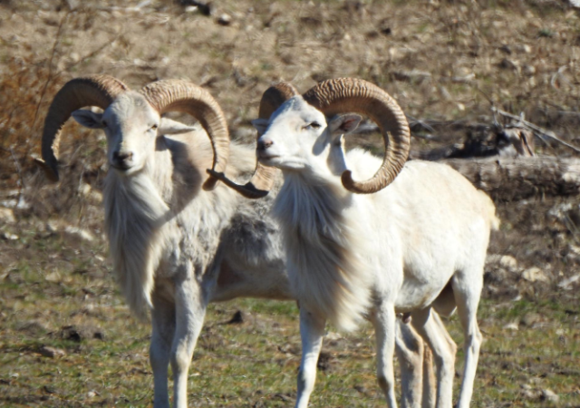 Texas Sheep Hunts