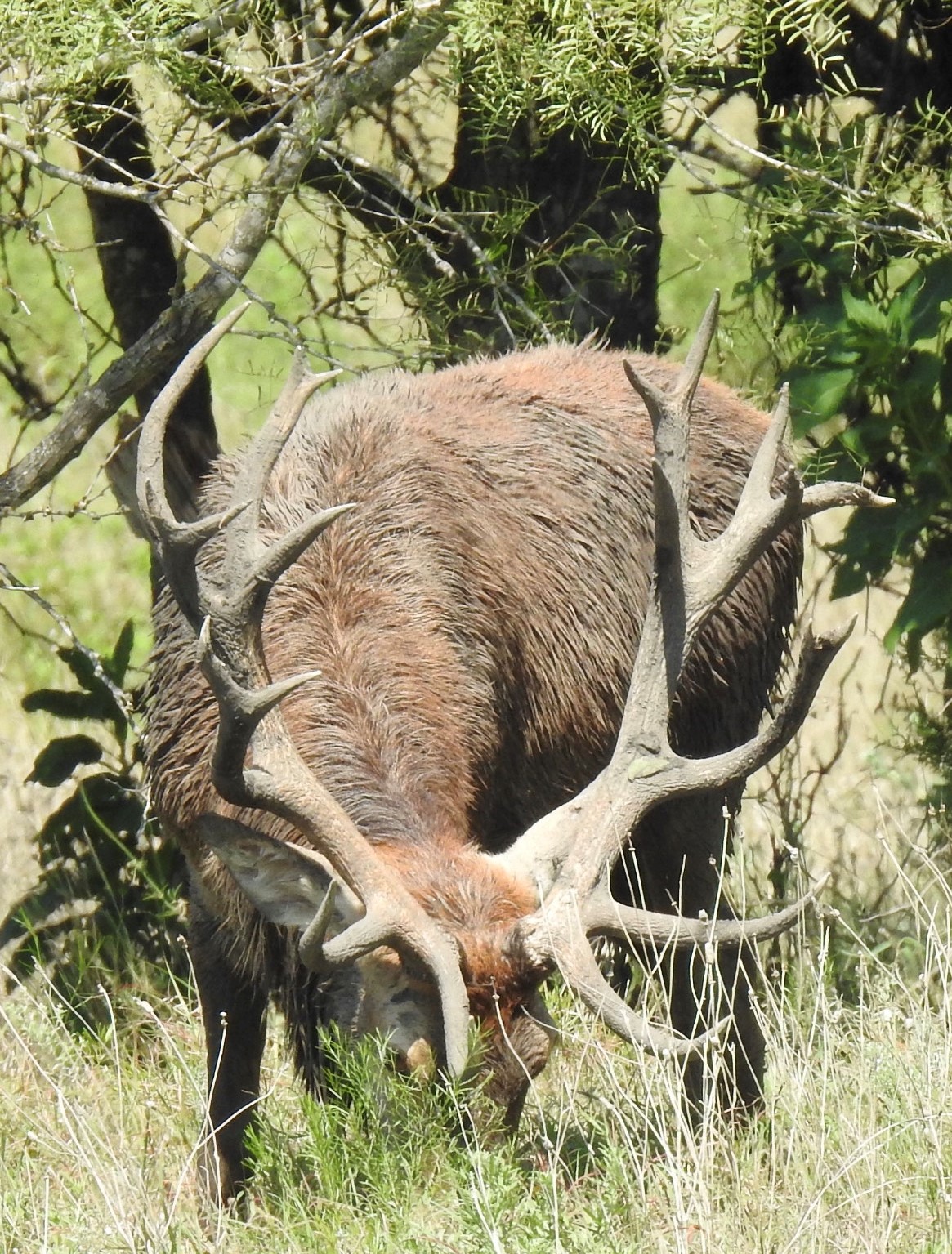 Central Texas Red Stag