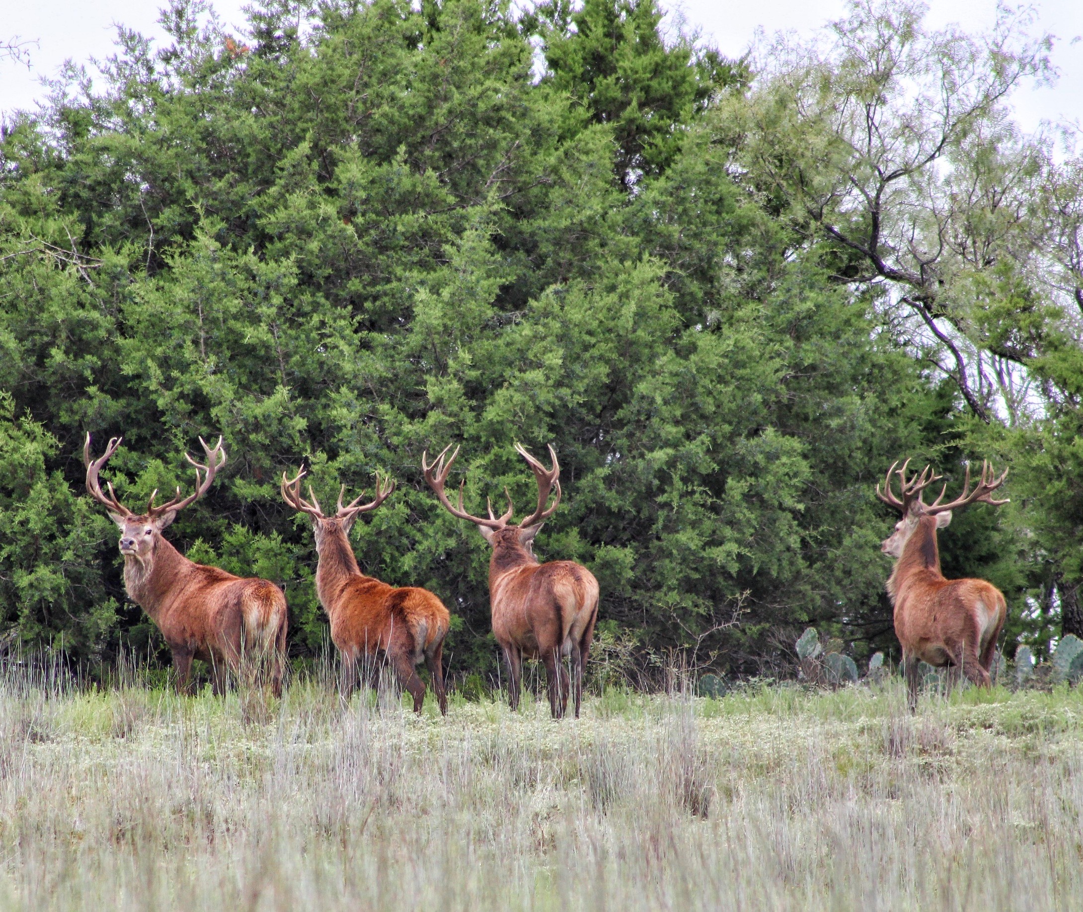 Texas Red Stag Hunt