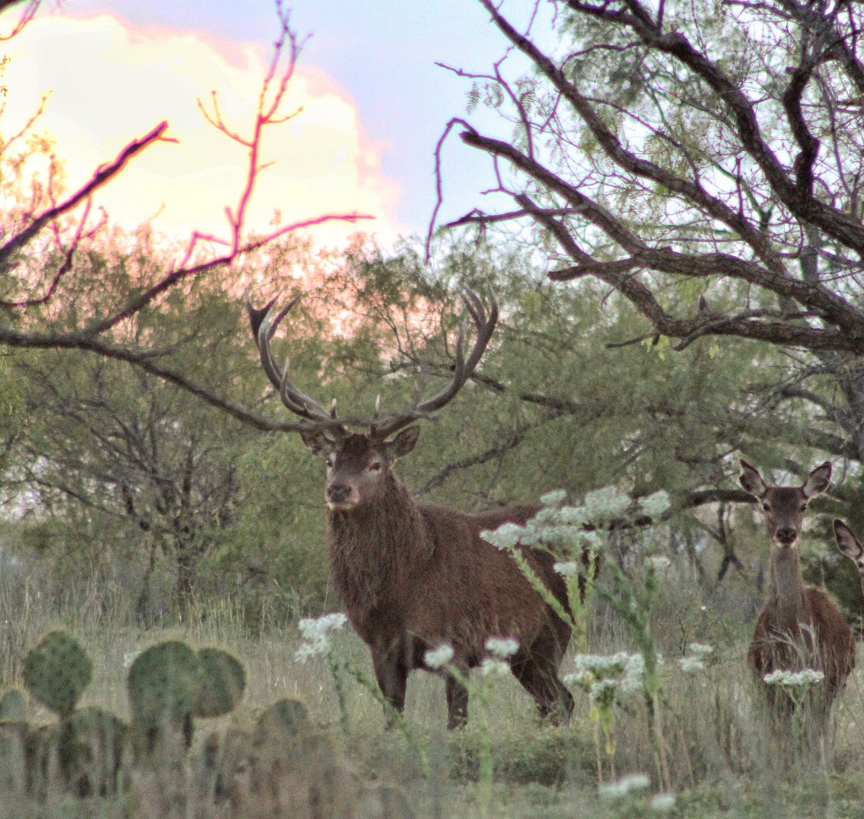 Texas Red Stag Hunt