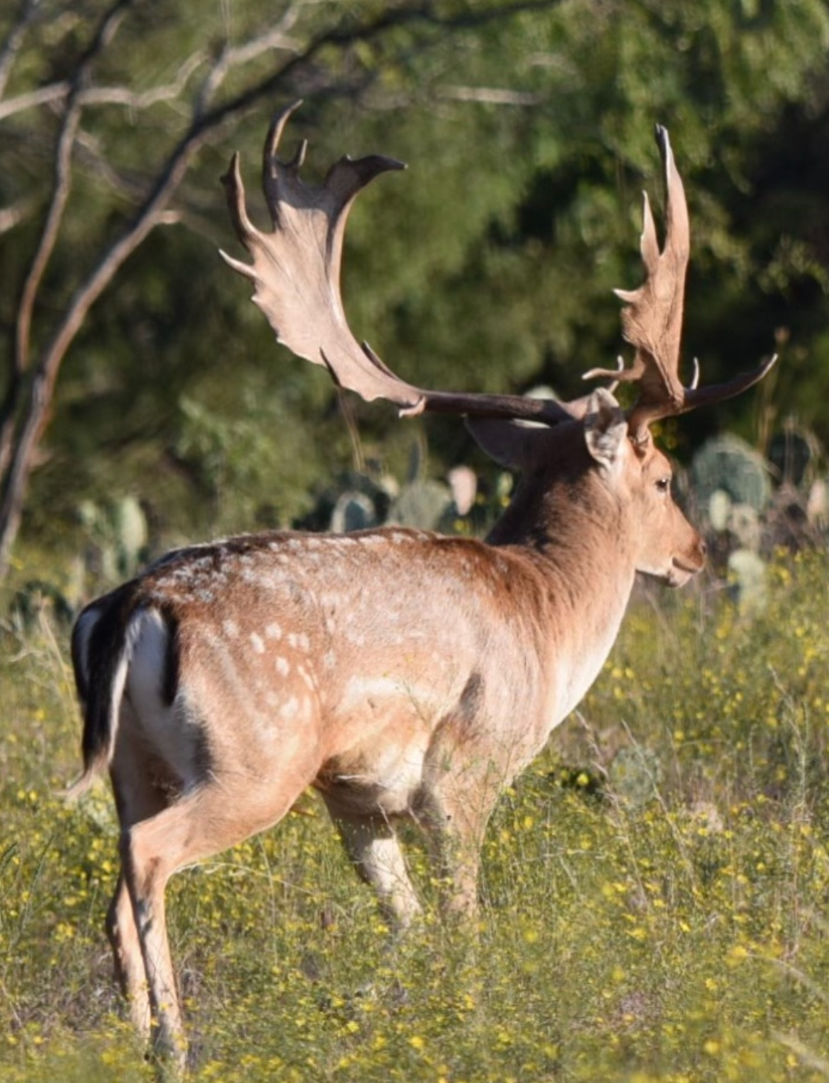 Texas Fallow Deer Hunt