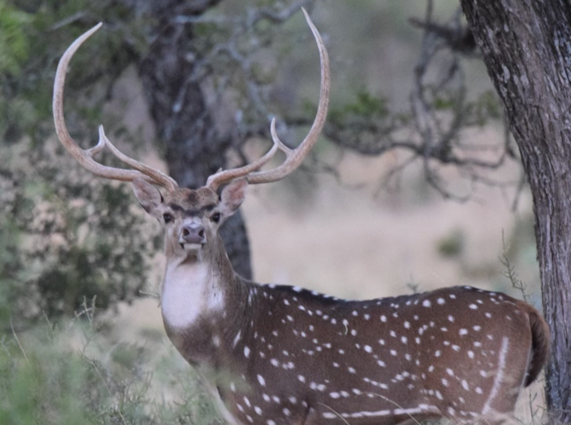 Texas Axis Deer Hunt