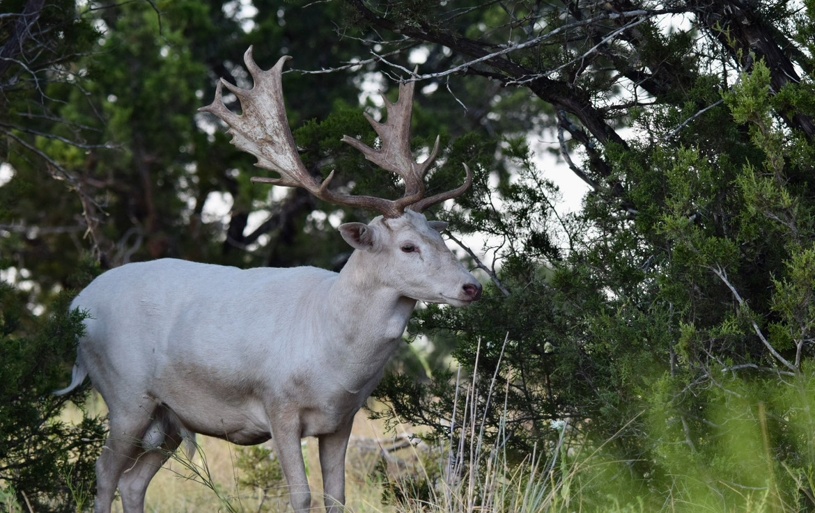 Texas Fallow Deer Hunt