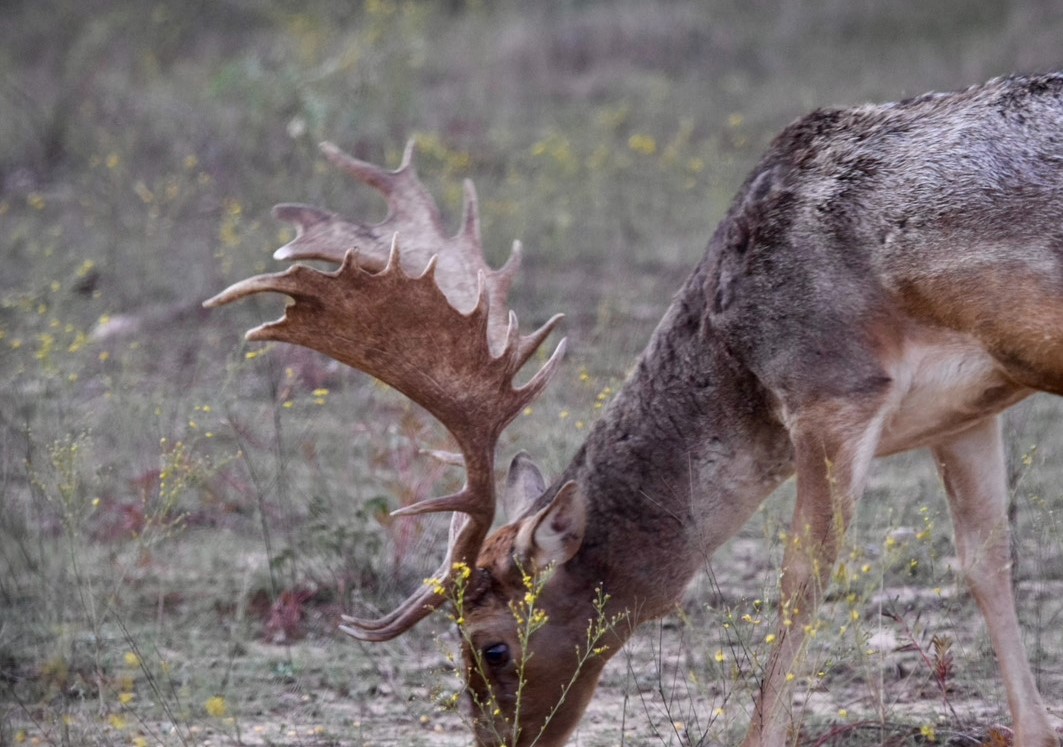 Texas Fallow Deer Hunt