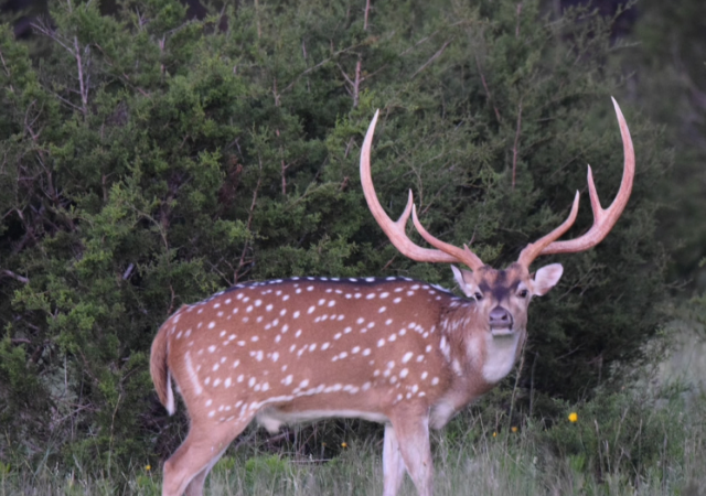 Texas Axis Deer Hunt