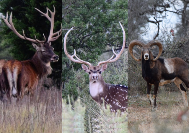 Texas Exotic Hunting