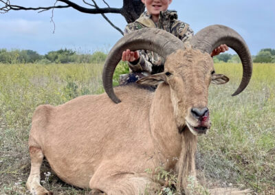 Texas Aoudad Sheep Hunts