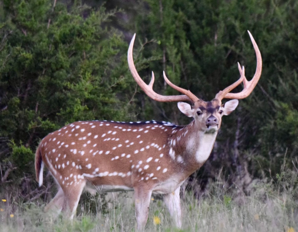 Texas Axis Deer