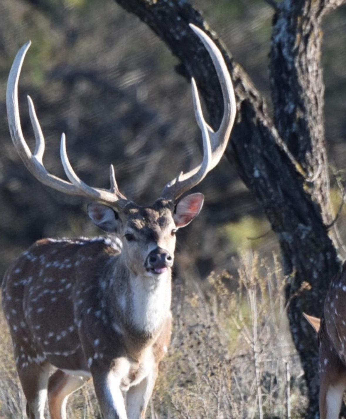 Trophy Axis Buck