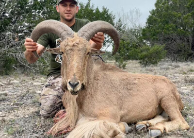 Texas Aoudad Sheep Hunts