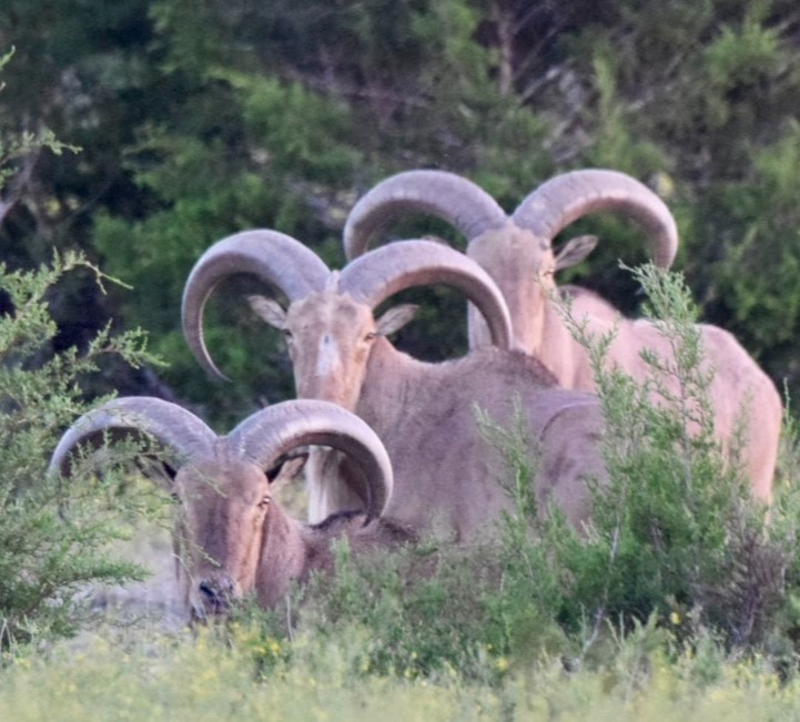 Texas Aoudad Sheep Hunts