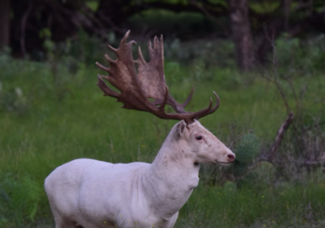 Texas Fallow Deer Hunts Texas Fallow Deer Hunts