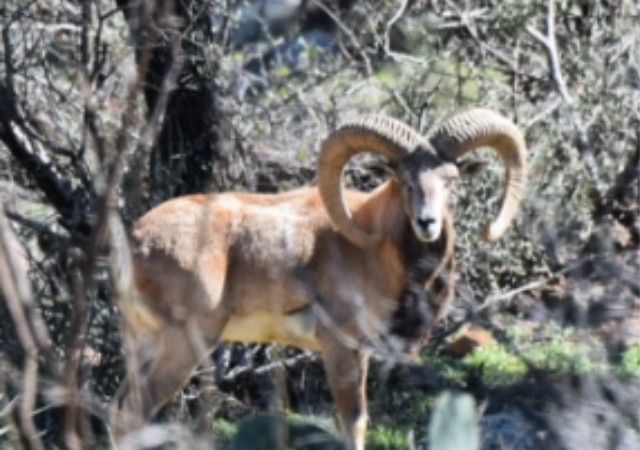 Texas Red Sheep Hunts Texas Red Sheep Hunts