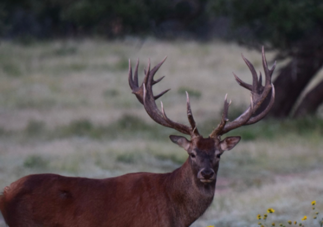 Texas Red Stag Hunts Texas Red Stag Hunts