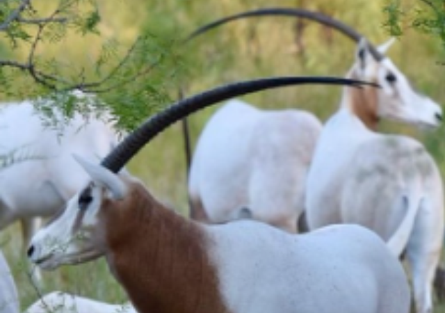 Texas Scimitar Horned Oryx Hunts Texas Scimitar Horned Oryx Hunts