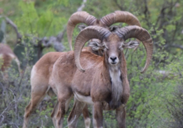 Texas Sheep Hunts Texas Sheep Hunts
