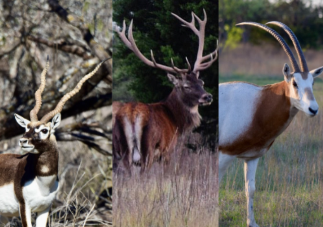 Texas Exotic Hunting