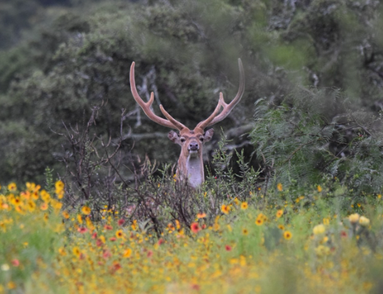 Texas Axis Deer
