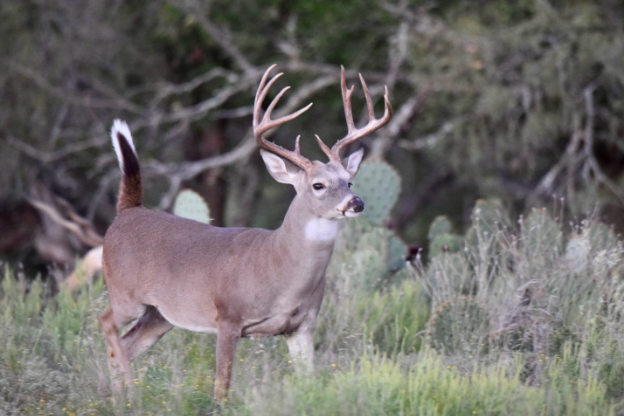 Texas Whitetail Deer Hunting Texas Whitetail Deer Hunting