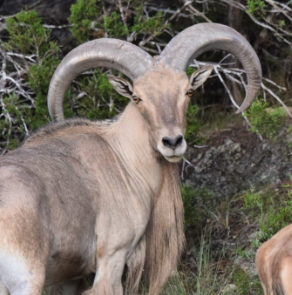 Texas Aoudad Sheep Hunts Texas Aoudad Sheep Hunts