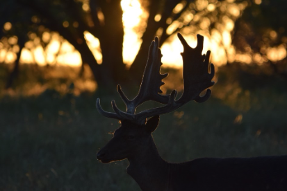 Texas Fallow Deer Hunts
