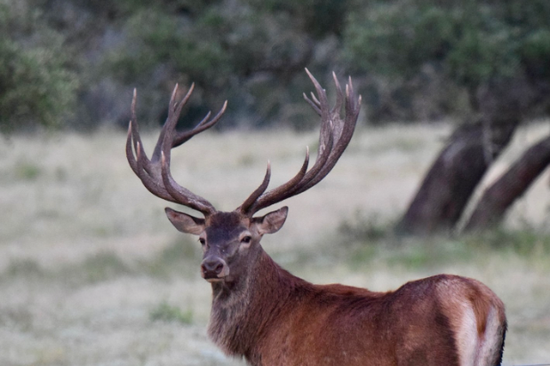 Central Texas Red Stag Hunts