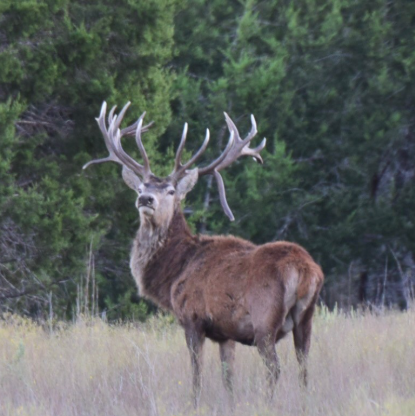 Texas Red Stag Hunts