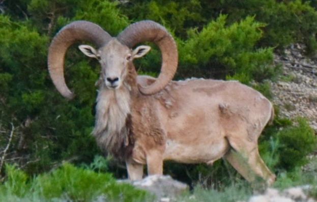 Texas Sheep Hunts